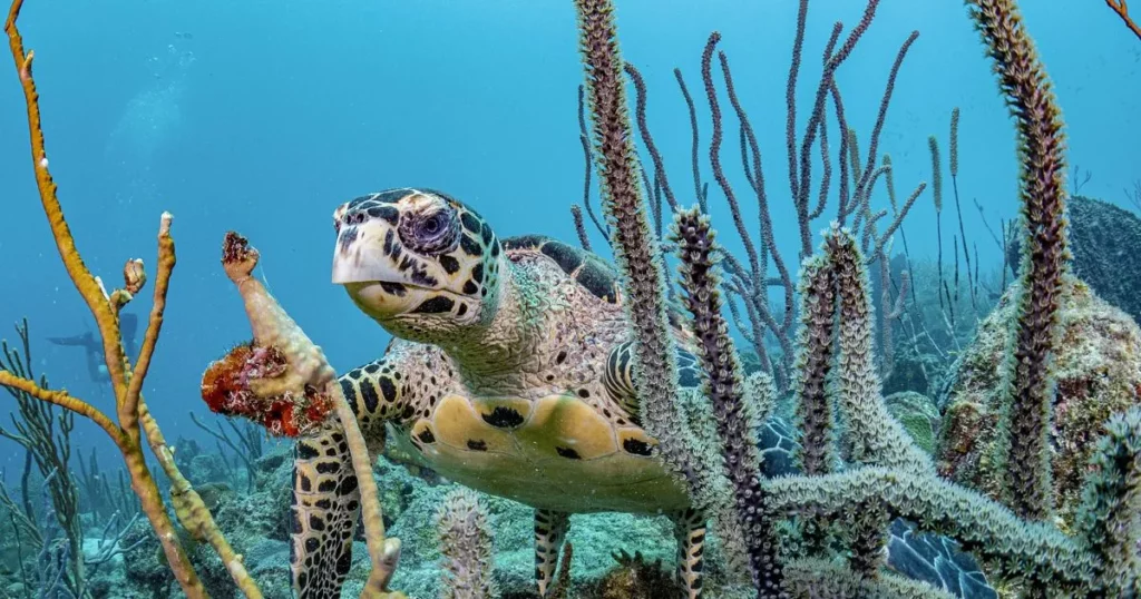 picture of sea turtle swing on reef of Barbados