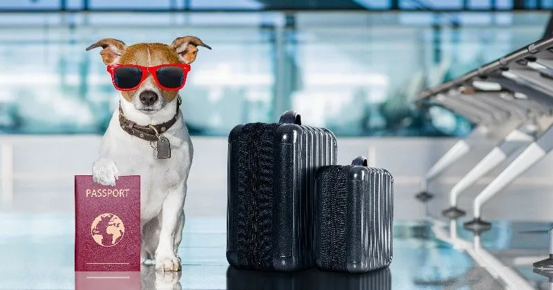 pictureof a dog holding a passport wearing sunglasses and sitting next to his luggage