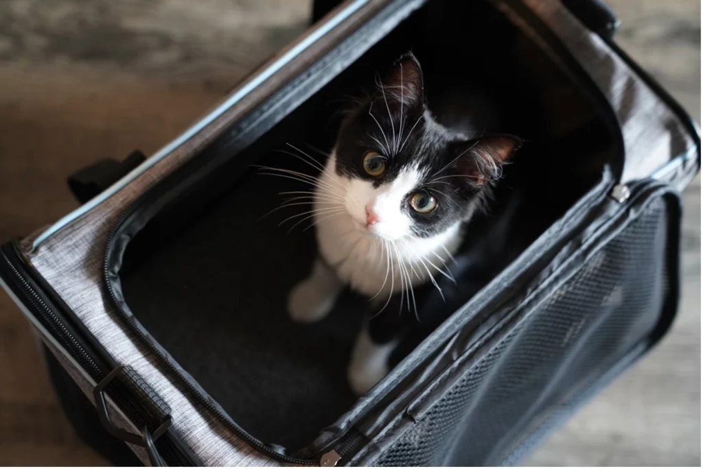 Traveling with pets cat in a carry on pet carrier looking up all cute