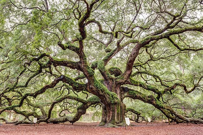 angel oak tree signs johns island sc charleston Ultimate Budget-Friendly Weekend Getaway