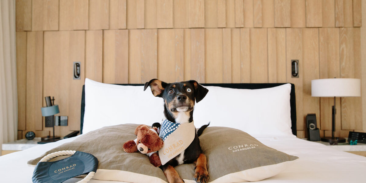 Cheap Travel Tip#50: Choosing the Right Pet-Friendly Accommodations